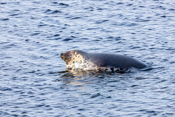 Obraz premium A rather smug looking seal hauled out on a submerged rock but refusing to move for the rising tide at Machrihanish on the Kintyre Peninsula, Argyll & Bute, Scotland UK