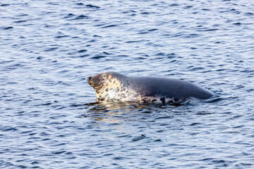 Obraz premium A rather smug looking seal hauled out on a submerged rock but refusing to move for the rising tide at Machrihanish on the Kintyre Peninsula, Argyll & Bute, Scotland UK