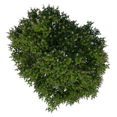 Obraz premium Top view tree (Horse chestnut 2) png 