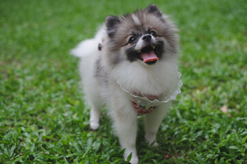 Naklejka na ściany i meble A cute adorable little dog. A lovely smiling pomeranian dog with tongue out. Concept of joyful, excited, friendship with little four feet friend bonding. A Healthy dog background with copy space