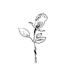vector illustration single rose hand line contour on white background