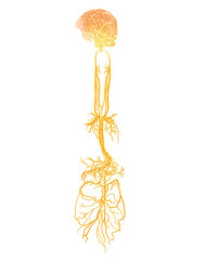 Active brain and energetic vagus nerve, communication, meditation, 3D illustration