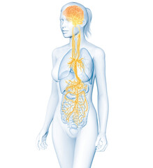 Active brain and energetic vagus nerve, communication, meditation, 3D illustration