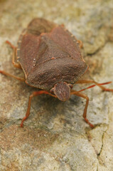 Closeup on an overwintering and brown colored green shieldbug, Palomena prasina