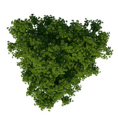 Obraz premium Top view tree (Horse chestnut 1) png