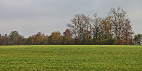 Fototapeta premium Green field with autumn trees on horizon . Beautiful panoramic natural landscape