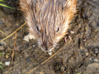 Portrait of a muskrat, ondatra zibethicus, rodent found in wetlands