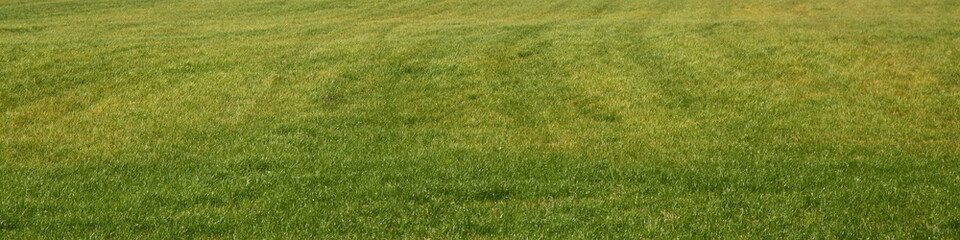 Green grass field panorama . Natural farming background texture