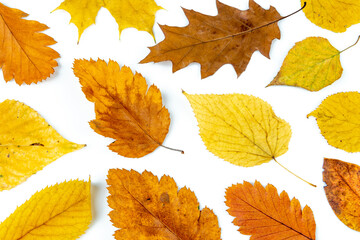 Fototapeta na wymiar Colorful autumn leaves isolated on white background