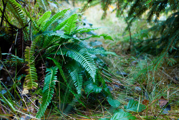 Blechnum spicant - a species of fern, hard-fern or deer fern in the forest. Beautiful summer scenery in the woods