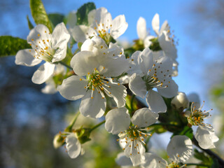 cherry tree blooms in the garden in spring with white flowers