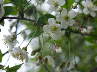 cherry tree blooms in the garden in spring with white flowers
