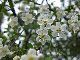 cherry tree blooms in the garden in spring with white flowers