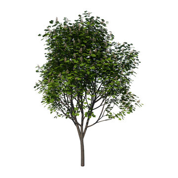 Front view tree (Young Horse chestnut 1) png