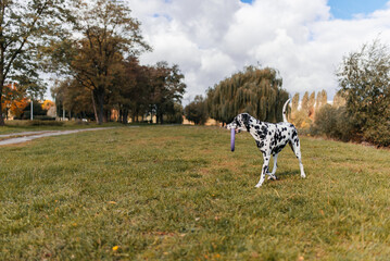 Dalmatian dog with a toy outdoors.