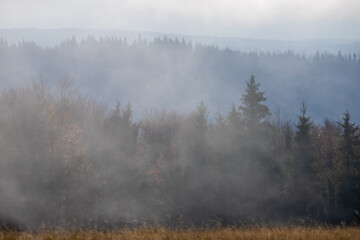 Obraz na płótnie Canvas Landscape of a forest seen through fog