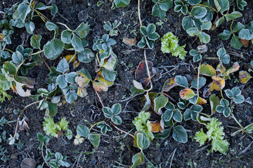 Strawberry plants in the fruit garden covered with frost and ice during cold winter day.