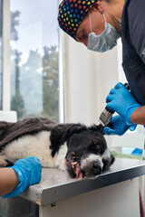 Pet operation in operating theatre with surgeon in vet surgery