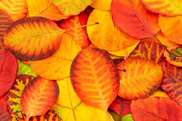 Colorful autumn leaves photo background