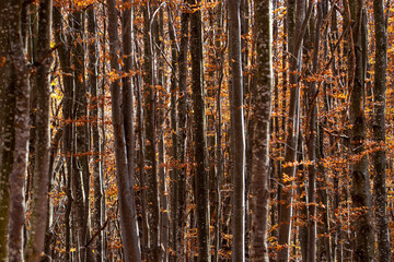 tree trunks in a beech forest