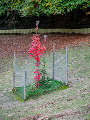 Rot gefärbte Blätter im Herbst