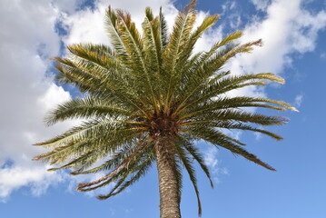 Palmier des Canaries dans le vent