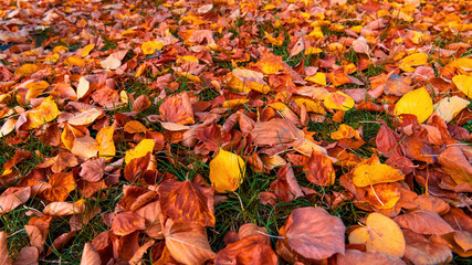 Colorful autumn leaves photo background