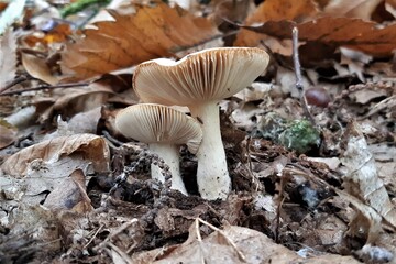 Close up of a mushroom on the ground in the middle of the forest