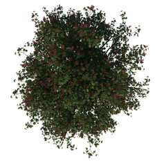 Fototapeta na wymiar Top view tree (Adolescent Red Horse chestnut 2) png