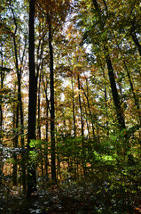 Fototapeta premium Herbstwald im Oktober 
