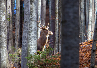 Profile of a deer among the trees in the forest