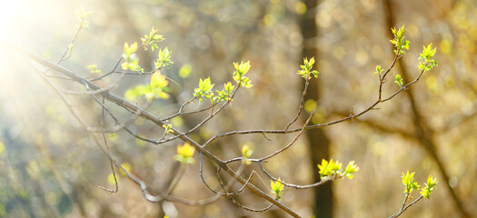 Close-up of a branch with young leaves and buds, banner. Spring branch with green leaves