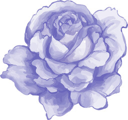 blue rose flower