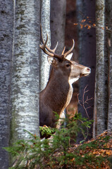 A deer's head seen among the trees in the forest