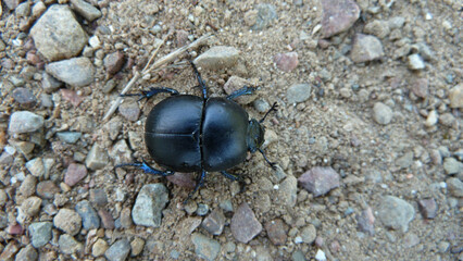 Scarabeo