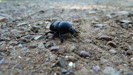 Scarabeo