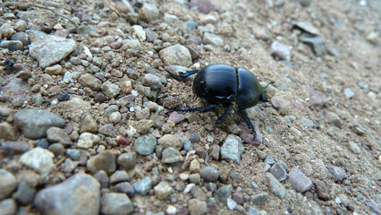 Scarabeo
