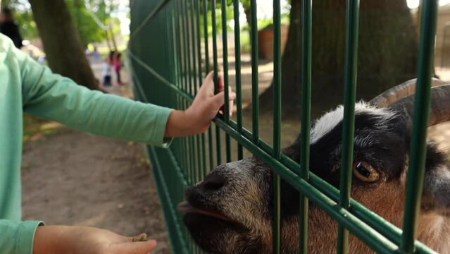 Little boy feeding a pygmy goat over a fence in a petting zoo close-up