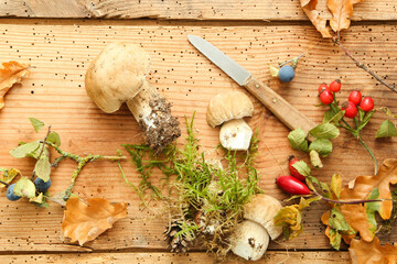 Steinpilze sammeln ernte Pilz Pilze Waldpilze Wildfrüchte