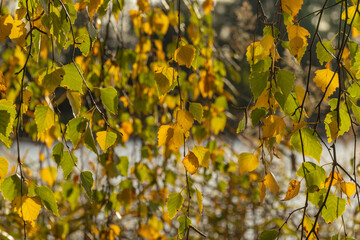 Jesień, gałęzie brzozy z zółto zielonymi liśćmi podświetlone zachodzącym słońcem, w tle jezioro.