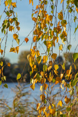 Jesień, gałęzie brzozy z zółto zielonymi liśćmi podświetlone zachodzącym słońcem, w tle...