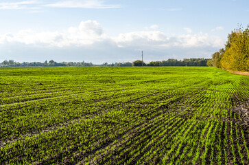 Fototapeta na wymiar Young shoots of winter wheat sunny autumn day. Power line pylon passing through the field.