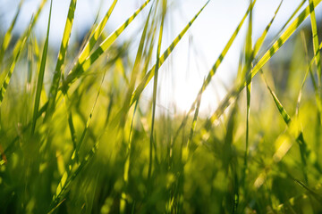 Beautiful Photo of Green Grass In Sunny Day