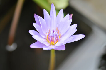 lotus or florescent purple lotus