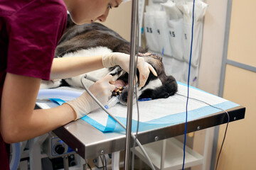 Veterinary dentistry. Dentist surgeon veterinarian treats and removes the teeth of a dog under...