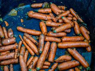 Karotten als Tierfutter