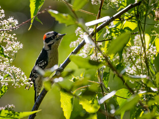 small hairy woodpecker perched in a tree