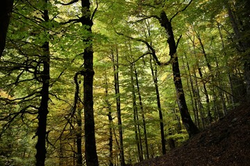 Forest and colors