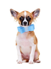 chihuahua   wearing bow tie sitting on white background