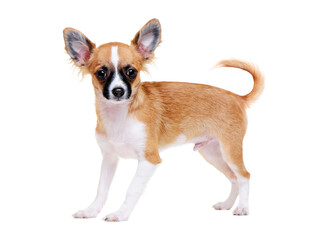 chihuahua dog    standin side view